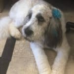 Top Performance Grooming