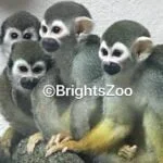 Brights Zoo Brights Zoo
