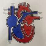 Tri-City Pediatric Cardiology