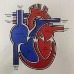 Tri-City Pediatric Cardiology Tri-City Pediatric Cardiology